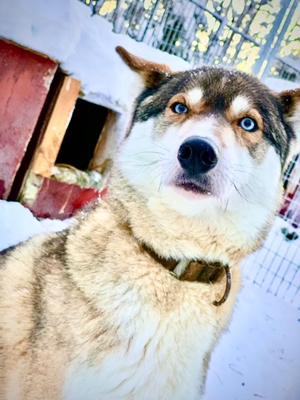 20220201 EM Husky