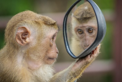 20260918 FDC monkey