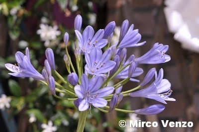 20180318 VT lettera ad un fiore