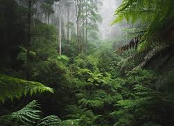 20240805 VT foresta