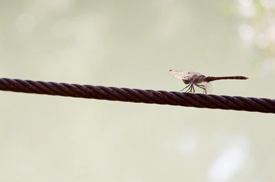20170125 VM libellula