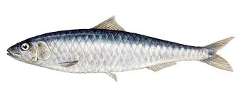 20191214 VM sardine